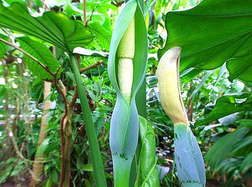 Oreja de alocasia fragante