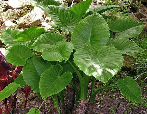 Alocasia gageana