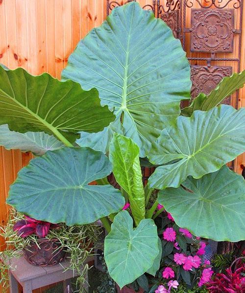 Alocasia Calidora