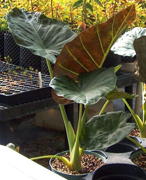 Alocasia odora híbrida y Alocasia reginula