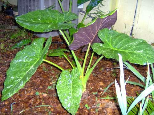 Alocasia wentii