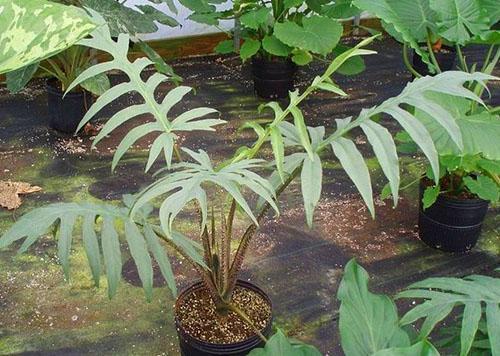 Alocasia brancifolia