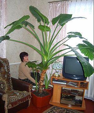 Un tipo de alocasia en casa.