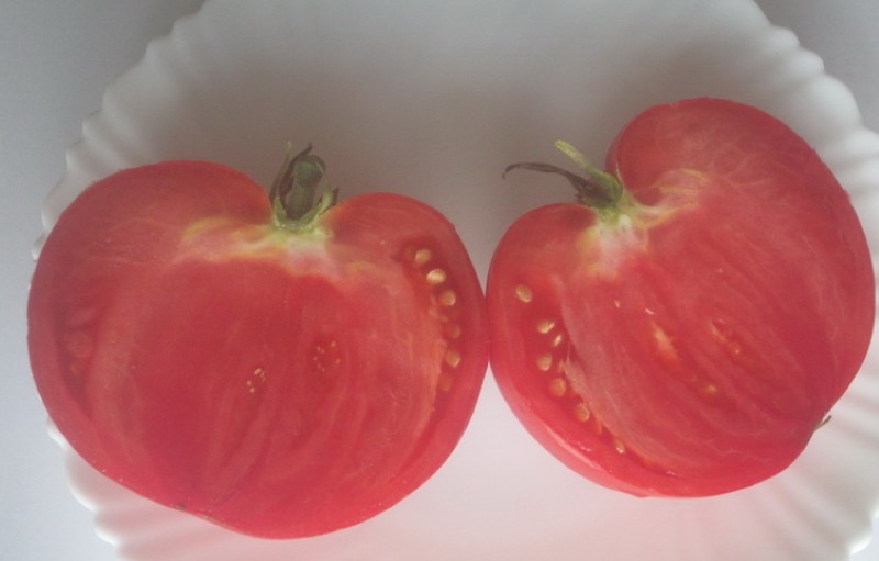 tomate fruit Graitmar pride