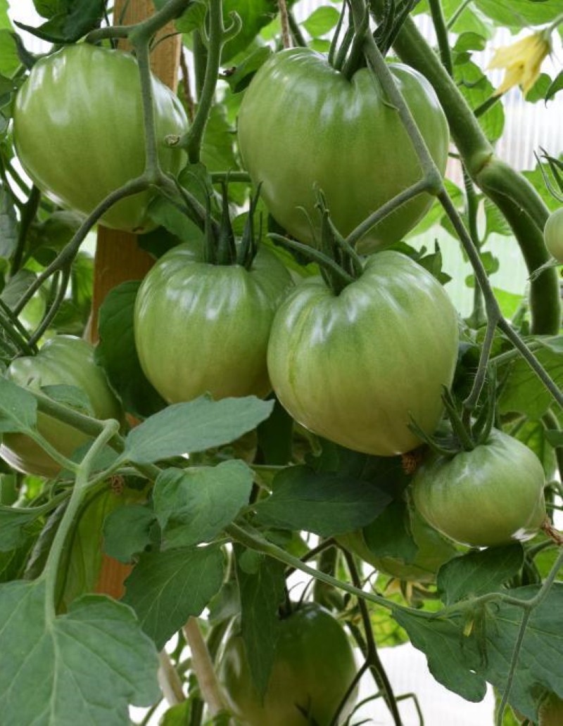 caractéristiques de la culture de la tomate pride of Graitmar