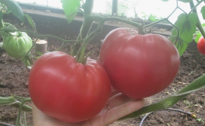 tomate fierté de Graitmar