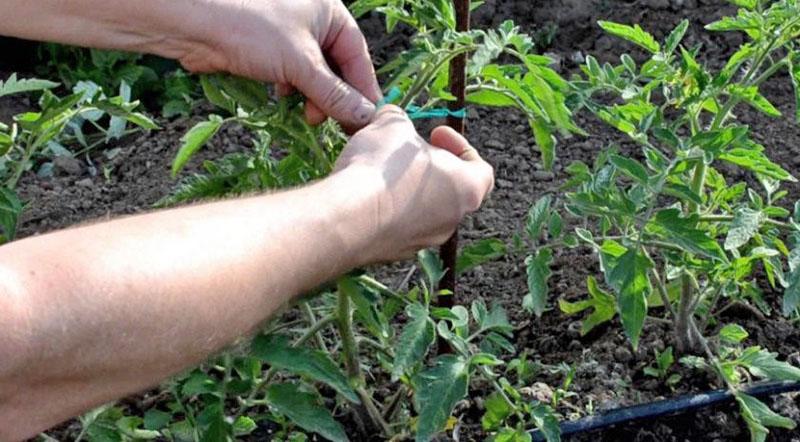 formación de tomates