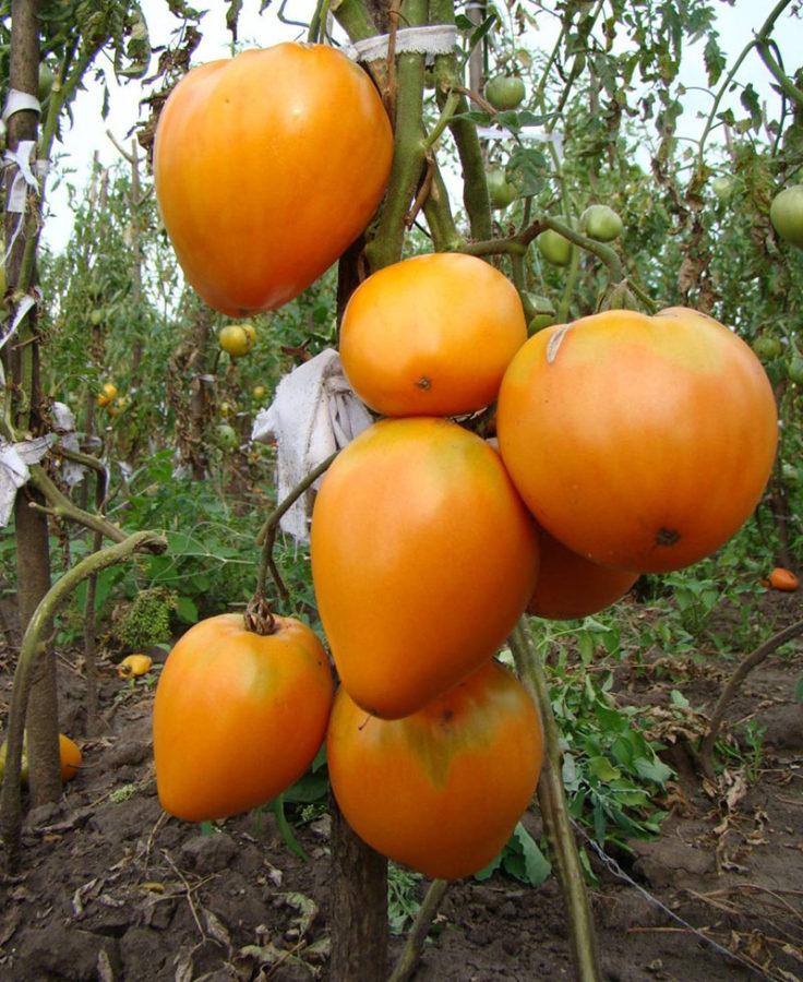 oso de peluche de tomate alto