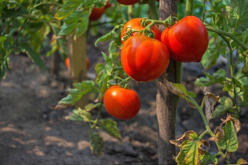 osito de peluche de tomate de frutos grandes