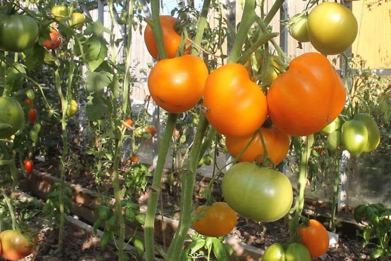 tomate amarillo pie zambo