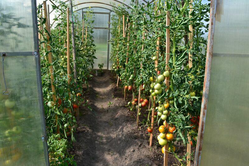 tomates de invernadero