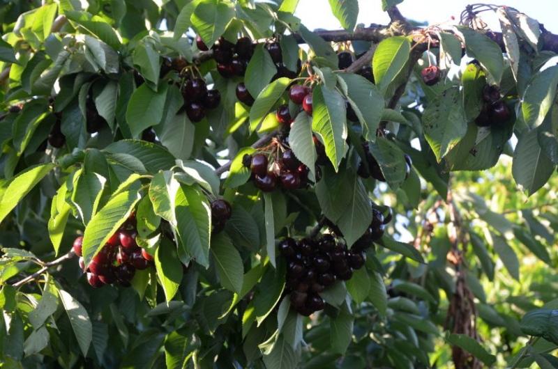 cereza de dyber