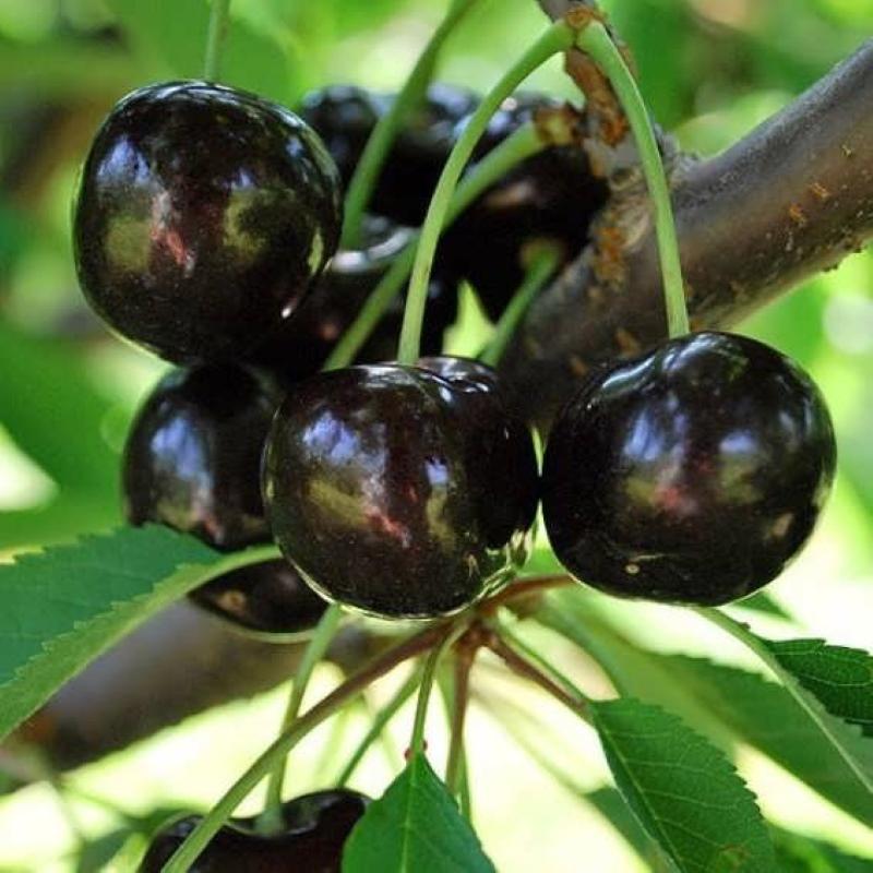 pros y contras de la cereza negra dyber de la variedad