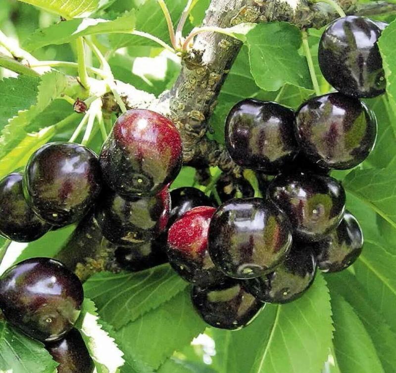 Descripción de Dyber's Cherry Black de la foto de variedad.