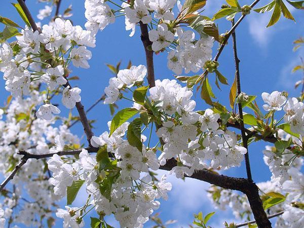 la variété de cœur de bovin fleurit