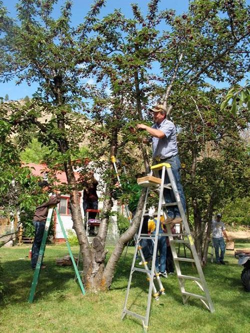 recogiendo cerezas maduras