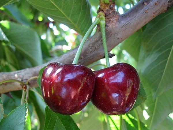 Coeur de bovin de qualité cerise douce