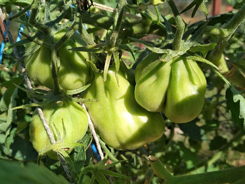 tomates de forma única