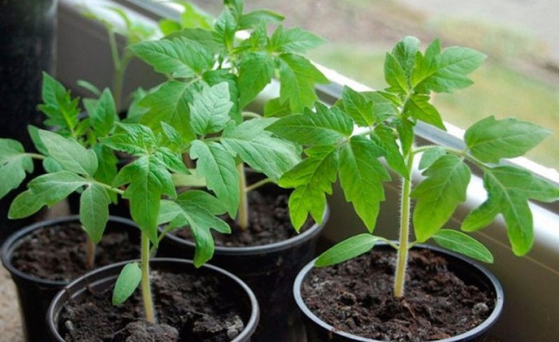 tomate de plántula