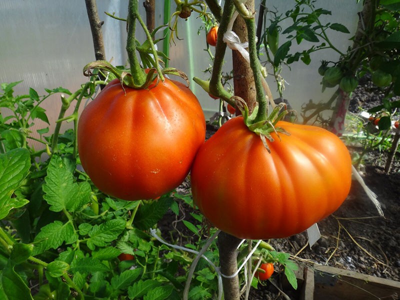 tomates de invernadero