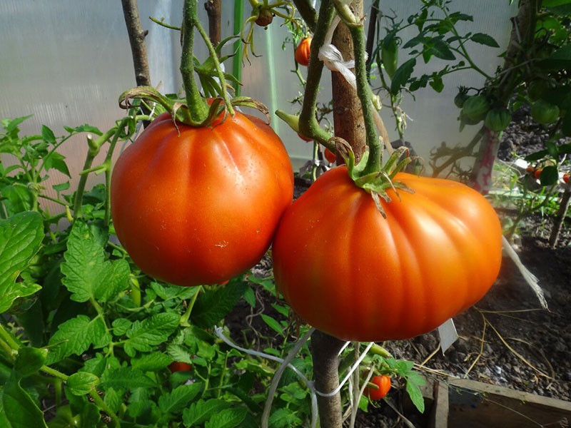 tomates de serre