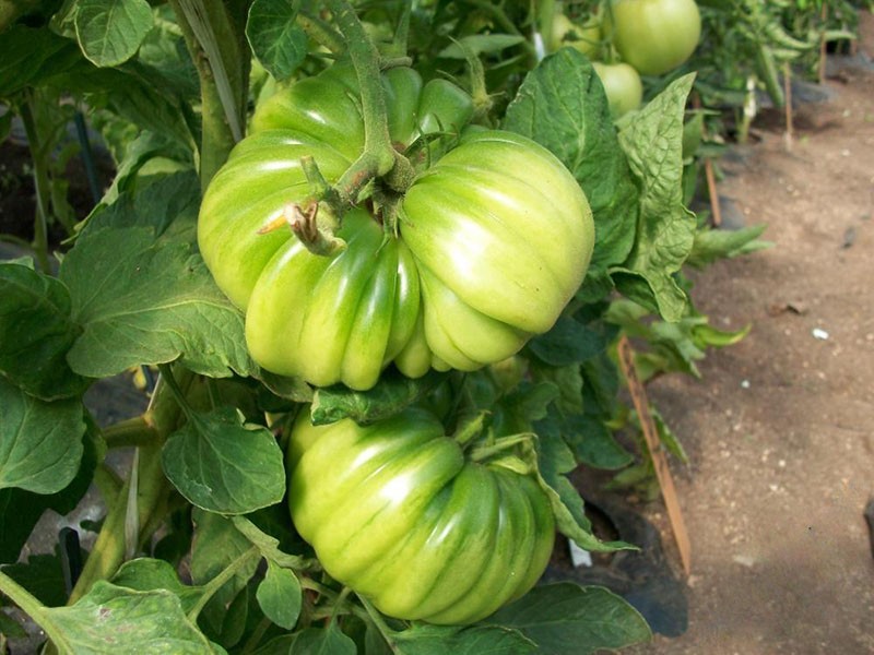 tomate de frutos grandes