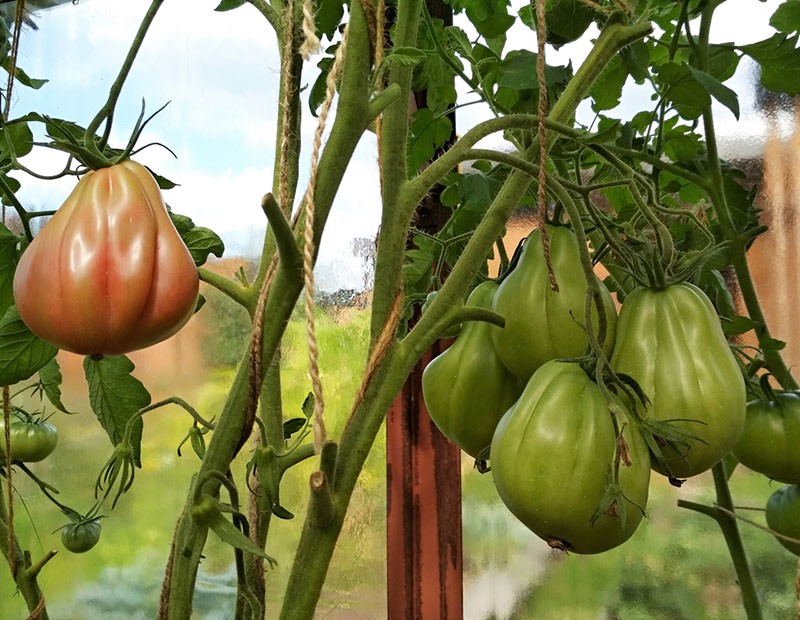 tomate de arbustos altos