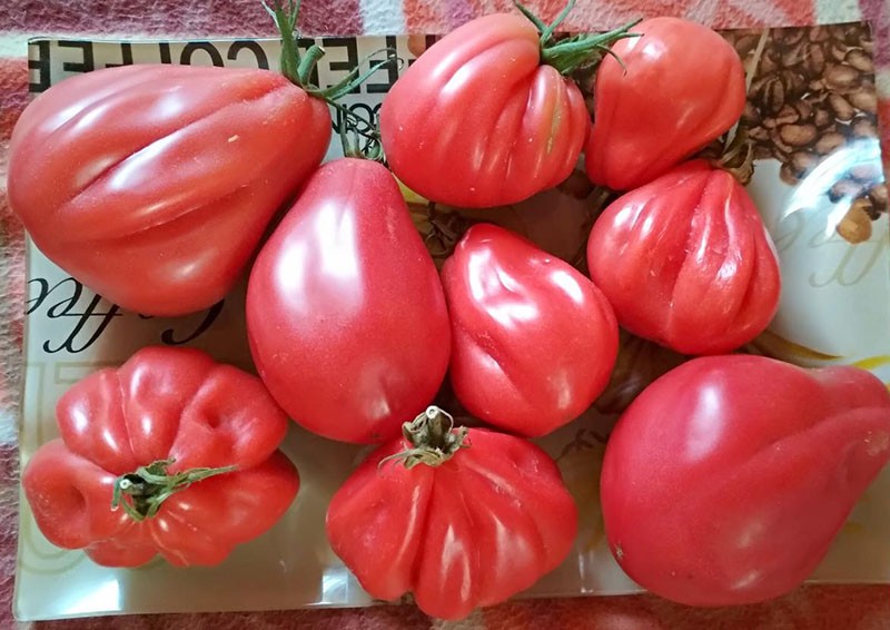 grosses tomates à la pulpe sucrée