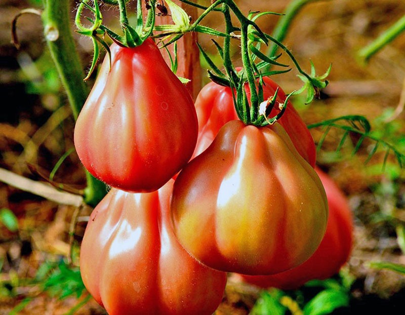 variedad de tomate higo rojo