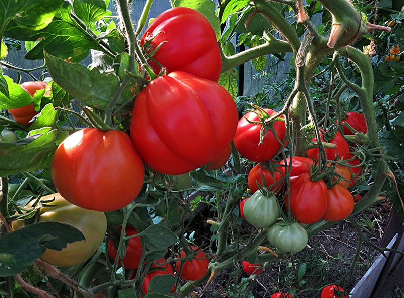 tomate à haut rendement