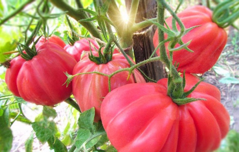 variété tomate Figue rose