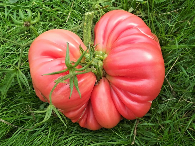 tomate gigante