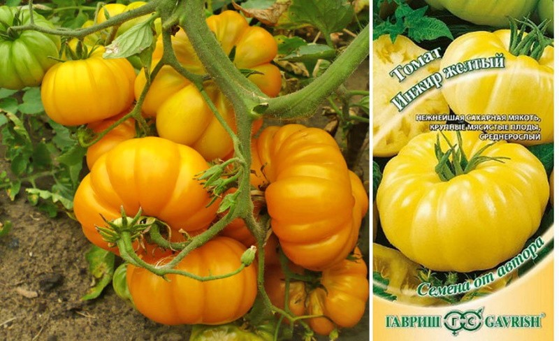 variedad de tomate higo amarillo