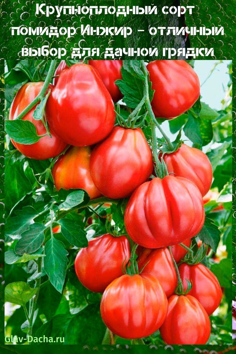 variedad de tomate higo