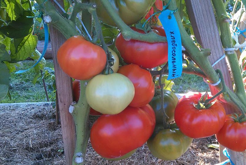 variété de tomate hospitalière résistante aux maladies