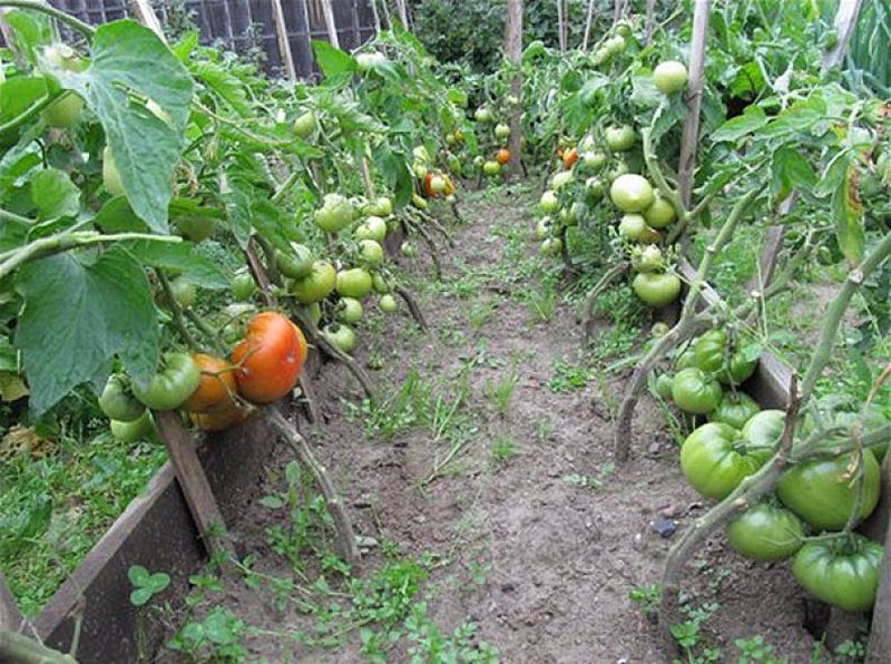 pequeños arbustos de tomates