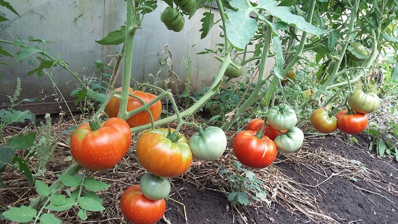 buissons bas de variétés de tomates hospitalières