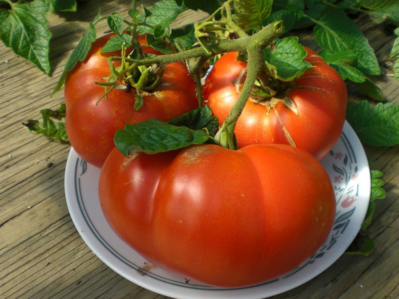 gros fruits de tomates
