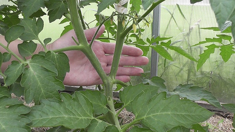 pincer les tomates