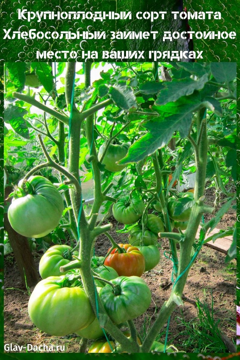 variedad de tomate hospitalaria