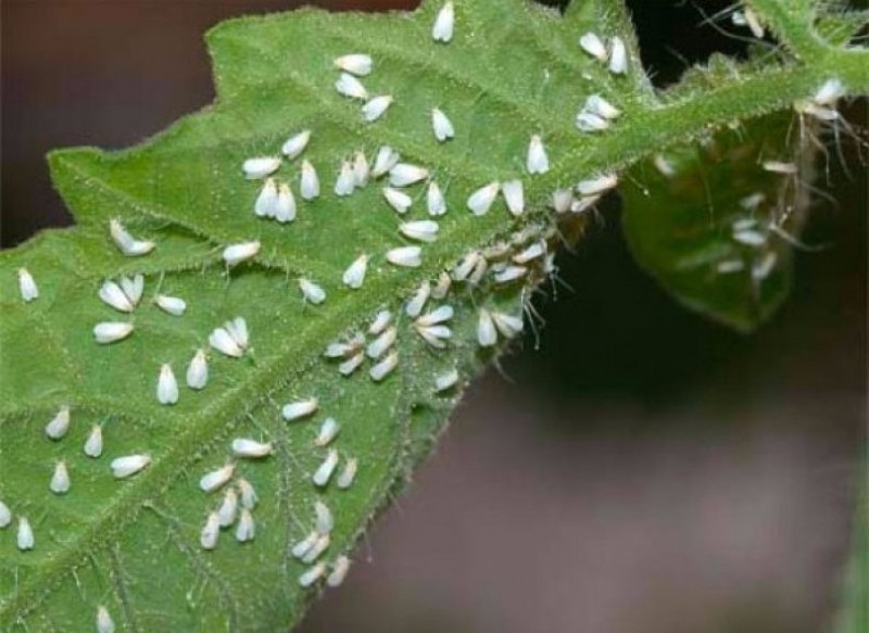 mosca blanca en tomates