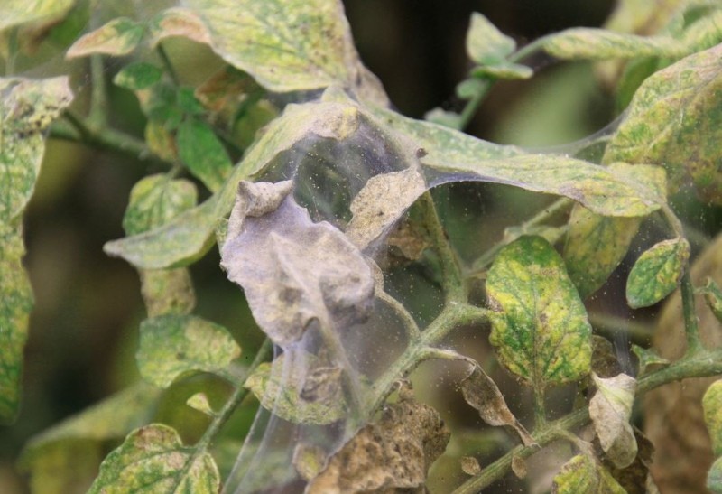 araña roja en los tomates