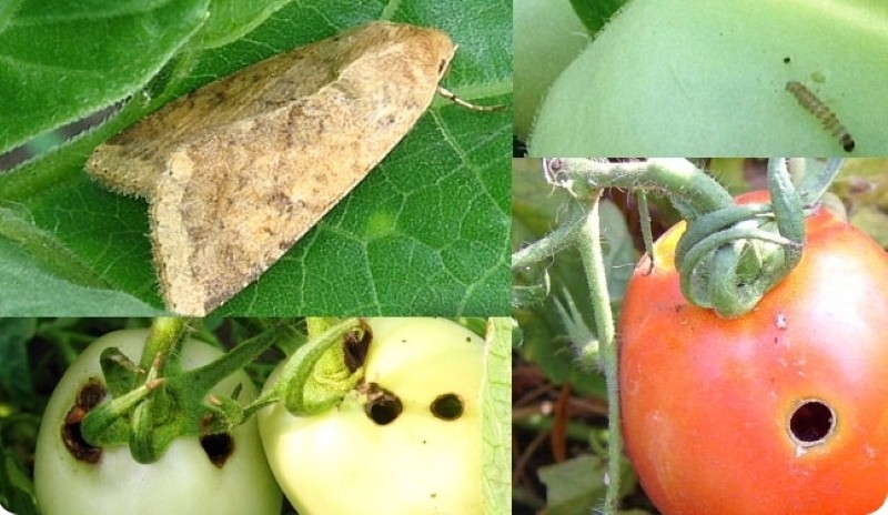 écoper les larves sur les tomates