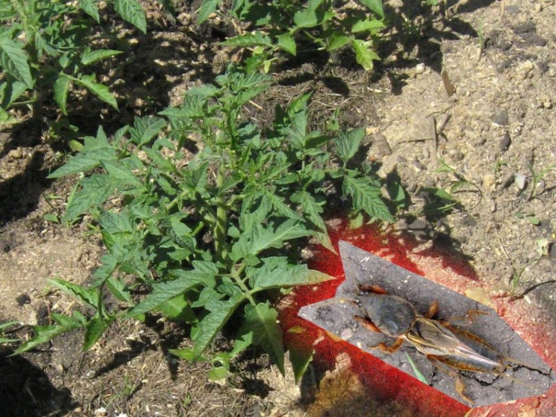 soportar tomates