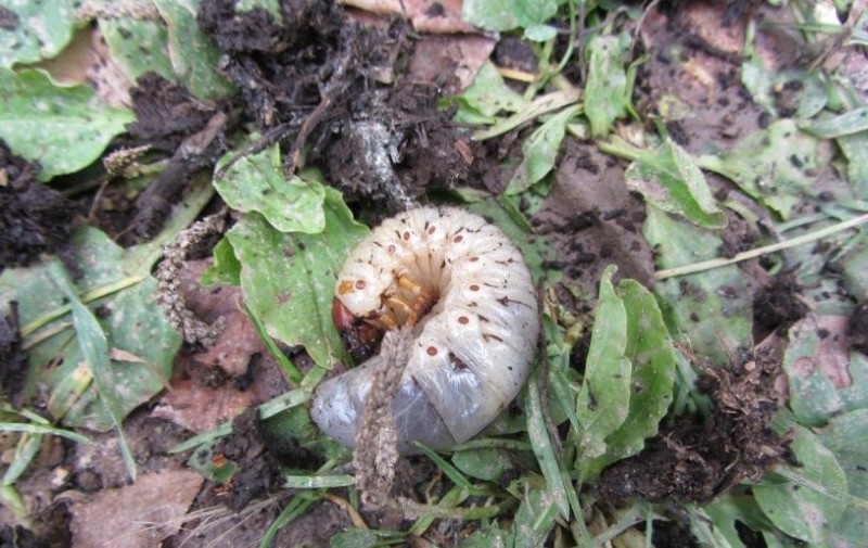 larva de escarabajo