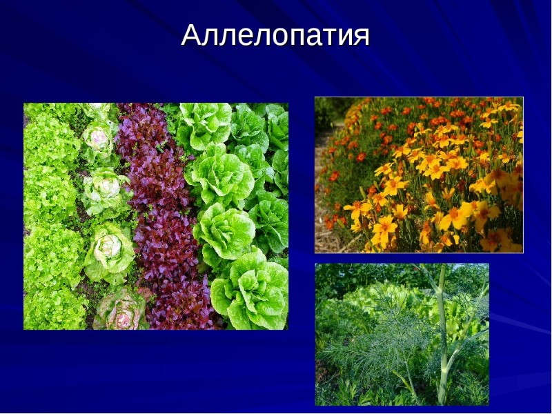 plantes allélopathes