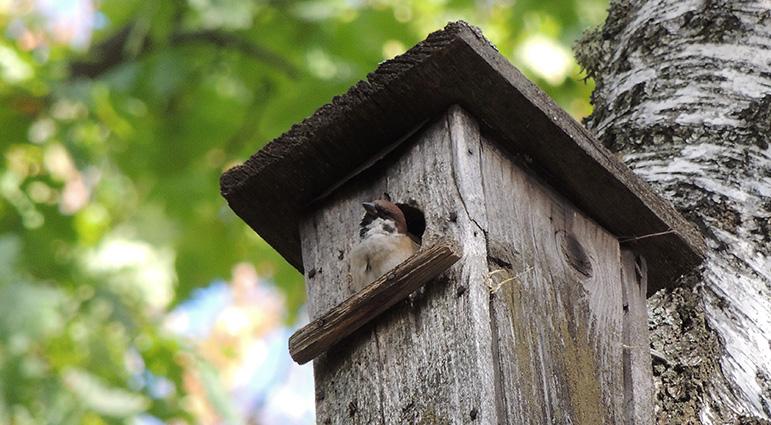 moineau dans un nichoir