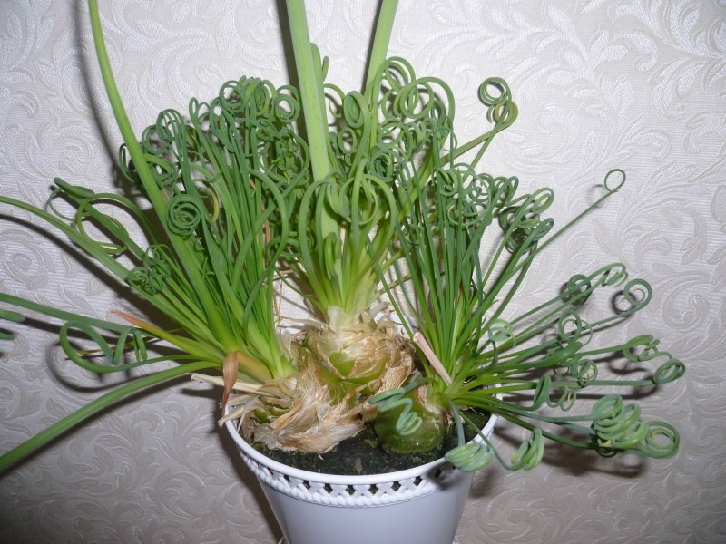 période de dormance pour albuca