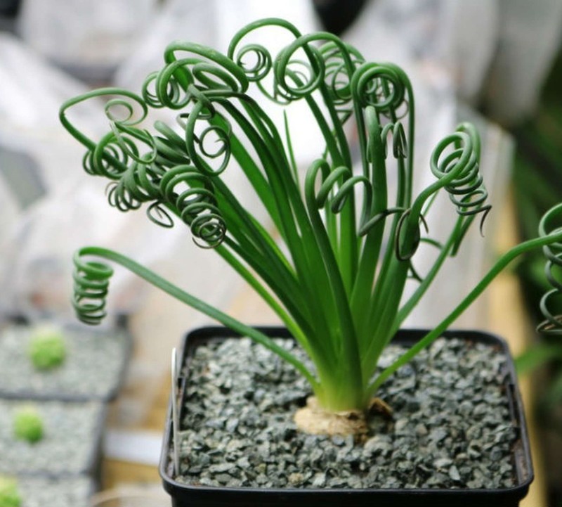 espiral de albuca