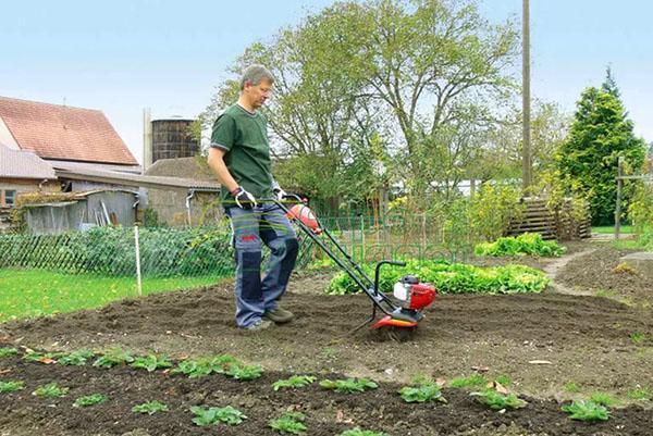 cultivador para ceder en el trabajo
